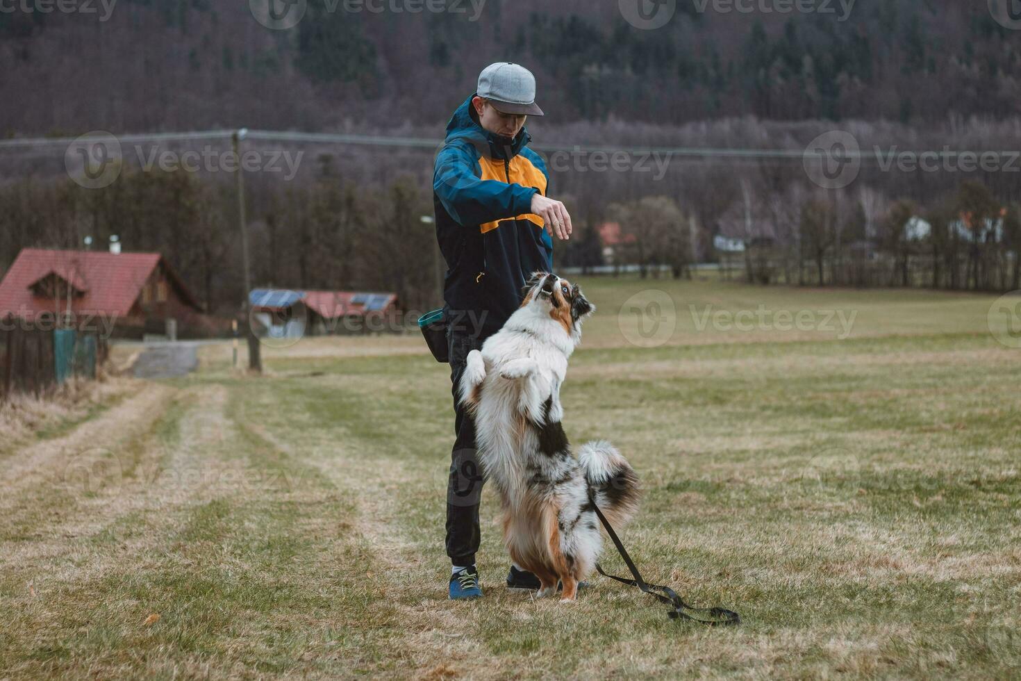 Young cynologist, a dog trainer trains a four-legged pet Australian Shepherd in basic commands using treats. Love between dog and human. Cuteness photo