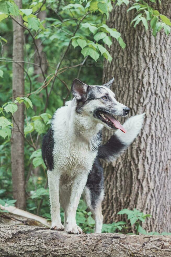 Black and white hybrid husky-malamute enjoying his stay in a woodland environment covered with bear garlic. Different expressions of the dog. Freedom for pet photo
