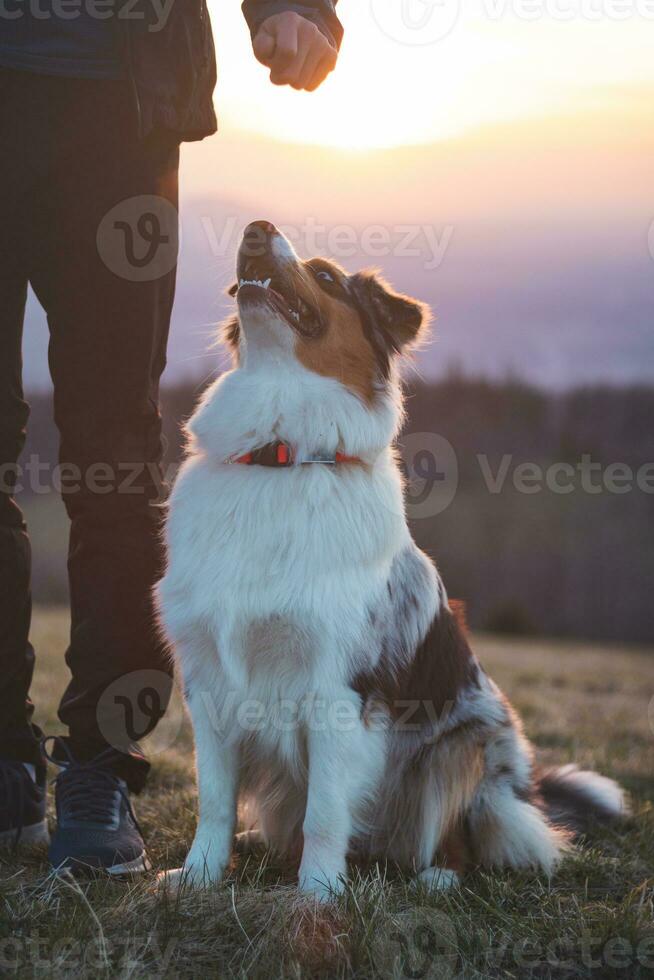Young cynologist, a dog trainer trains a four-legged pet Australian Shepherd in basic commands using treats. Love between dog and human photo
