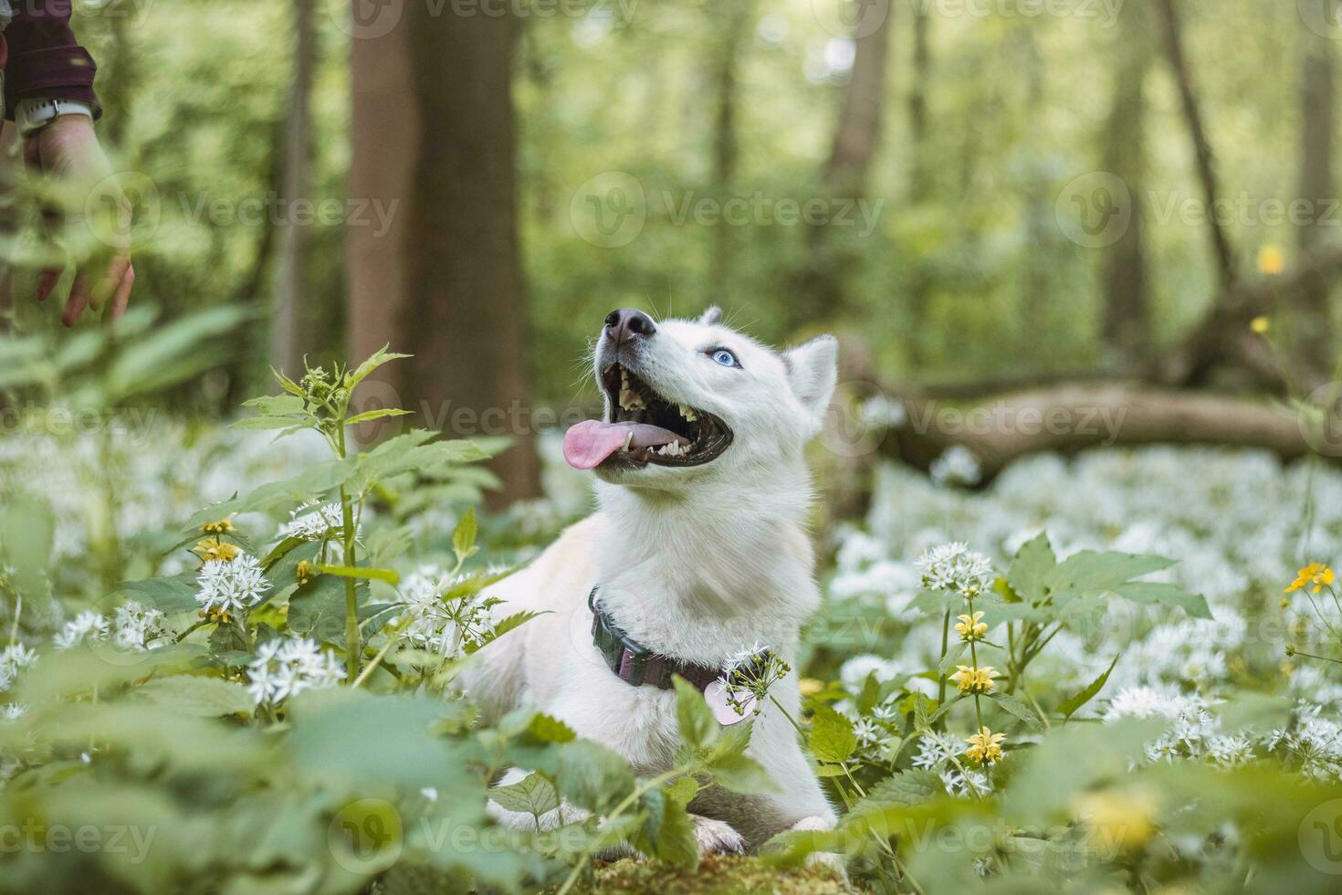 White Siberian Husky with piercing blue eyes fed by his owner while the dog sits in a tree. Candid portrait of a white snow dog photo
