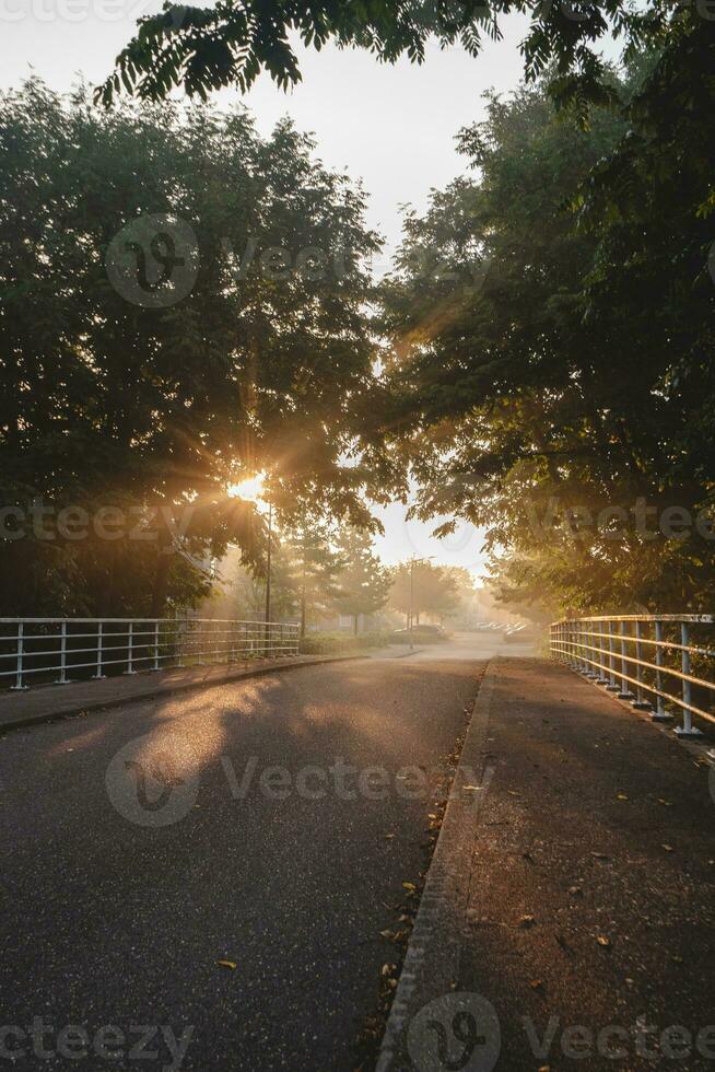 Mañana Dom rayos paso mediante el niebla en almere bosque parque, Países Bajos. el despertar de naturaleza a vida. calentar rayos calentar el tierra foto