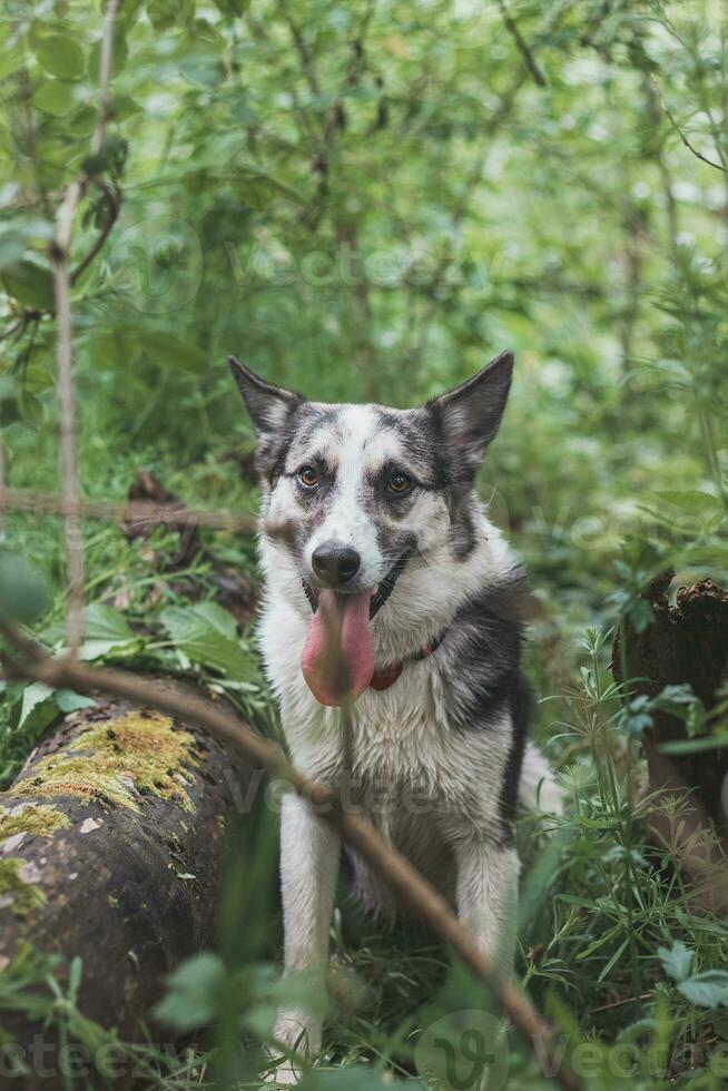 Black and white hybrid husky-malamute enjoying his stay in a woodland environment covered with bear garlic. Different expressions of the dog. Freedom for pet photo