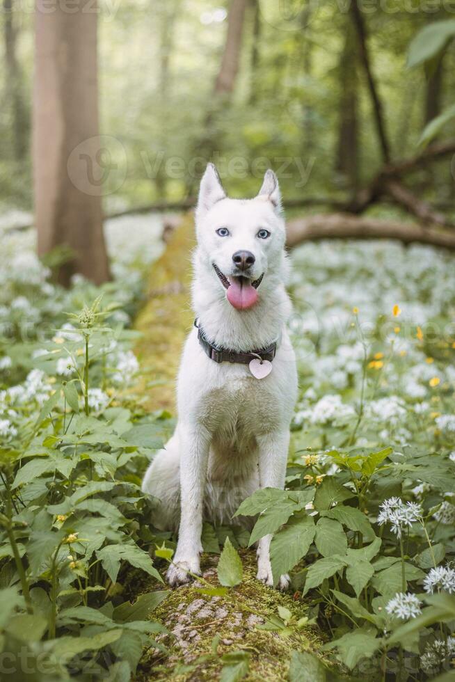White Siberian Husky with piercing blue eyes fed by his owner while the dog sits in a tree. Candid portrait of a white snow dog photo