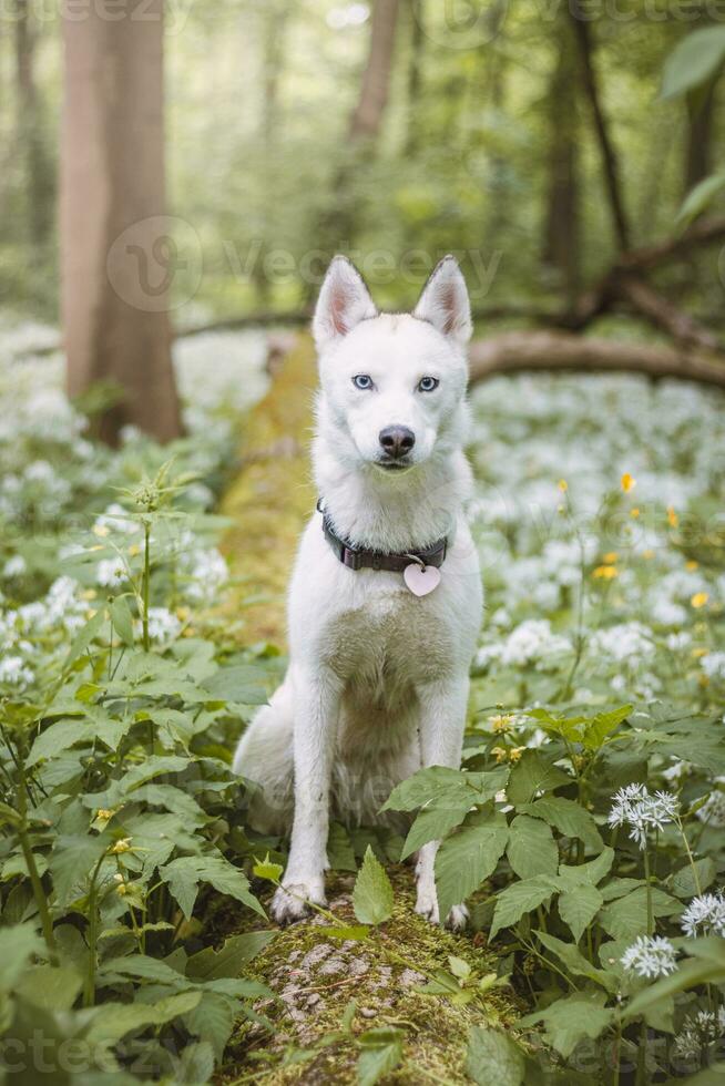 White Siberian Husky with piercing blue eyes fed by his owner while the dog sits in a tree. Candid portrait of a white snow dog photo