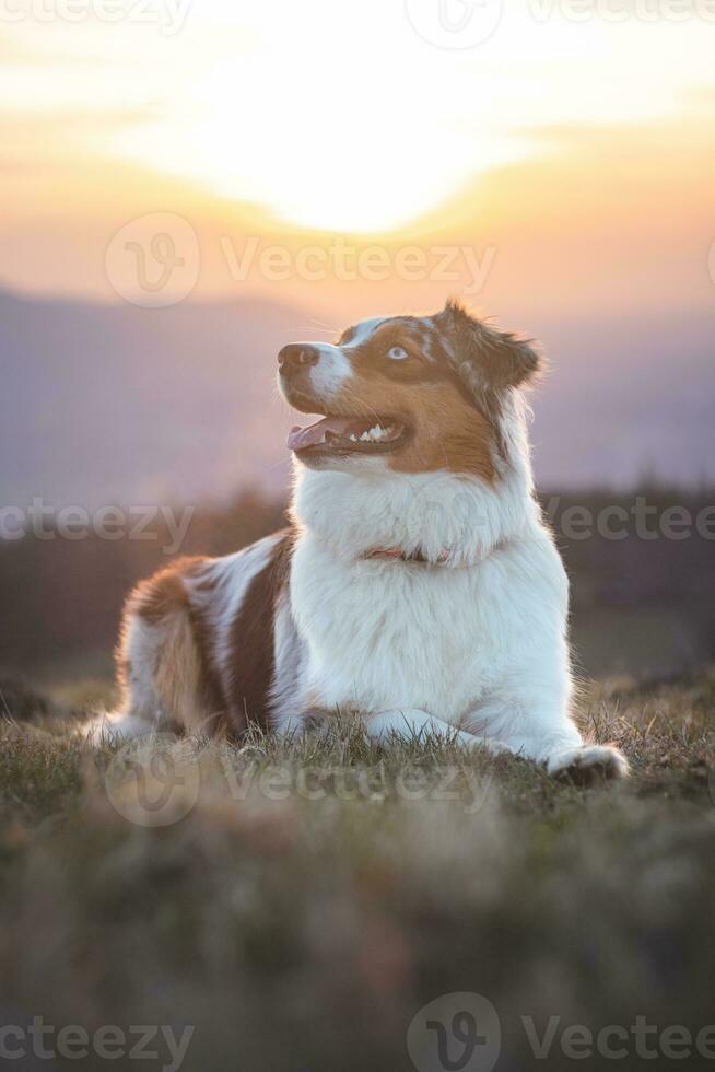 Portrait of an Australian Shepherd puppy with smiling face at sunset on top of a mountain in Beskydy mountains, Czech Republic photo