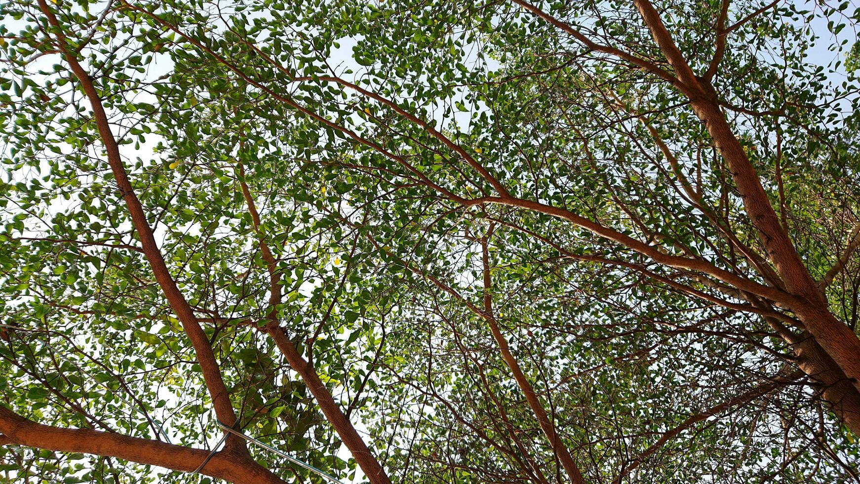 shady trees on the side of the road with a view from below photo