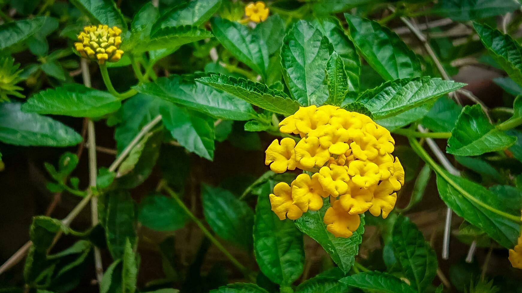 yellow flowers with a background of green leaves in the garden photo
