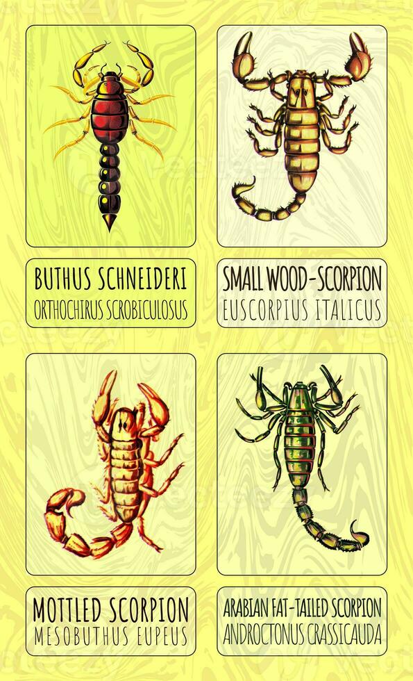 AI generated A set of color illustrations of four different species of scorpions. Created with Generative AI. photo