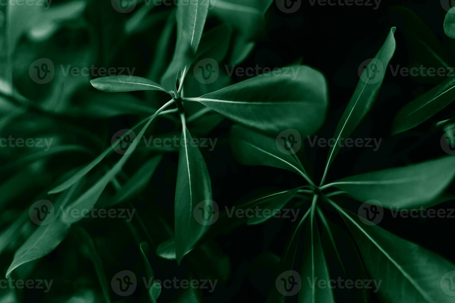 Pattern of green leaves. Natural background and wallpaper. Banner. Close-up. Selective focus. photo