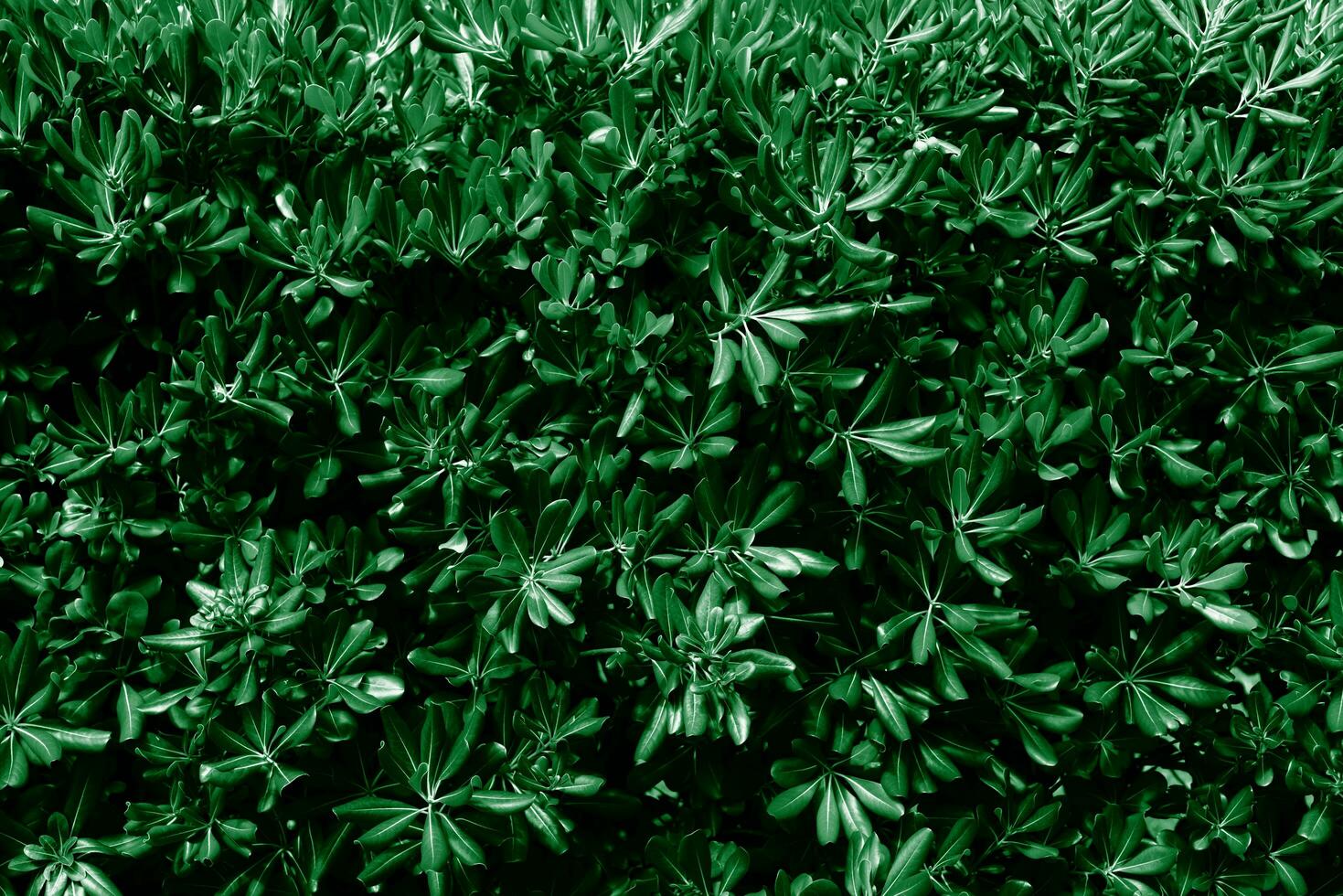 Pattern of green leaves. Natural background and wallpaper. Banner. Selective focus. photo