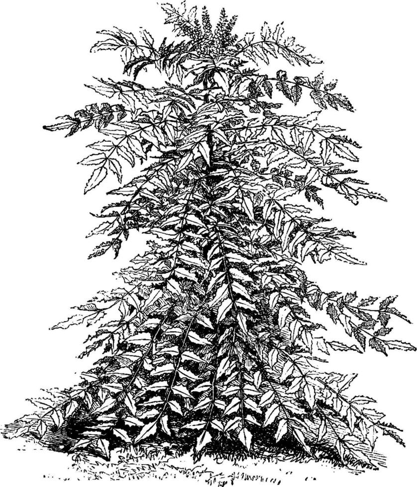 Berberis Nepalensis vintage illustration. vector