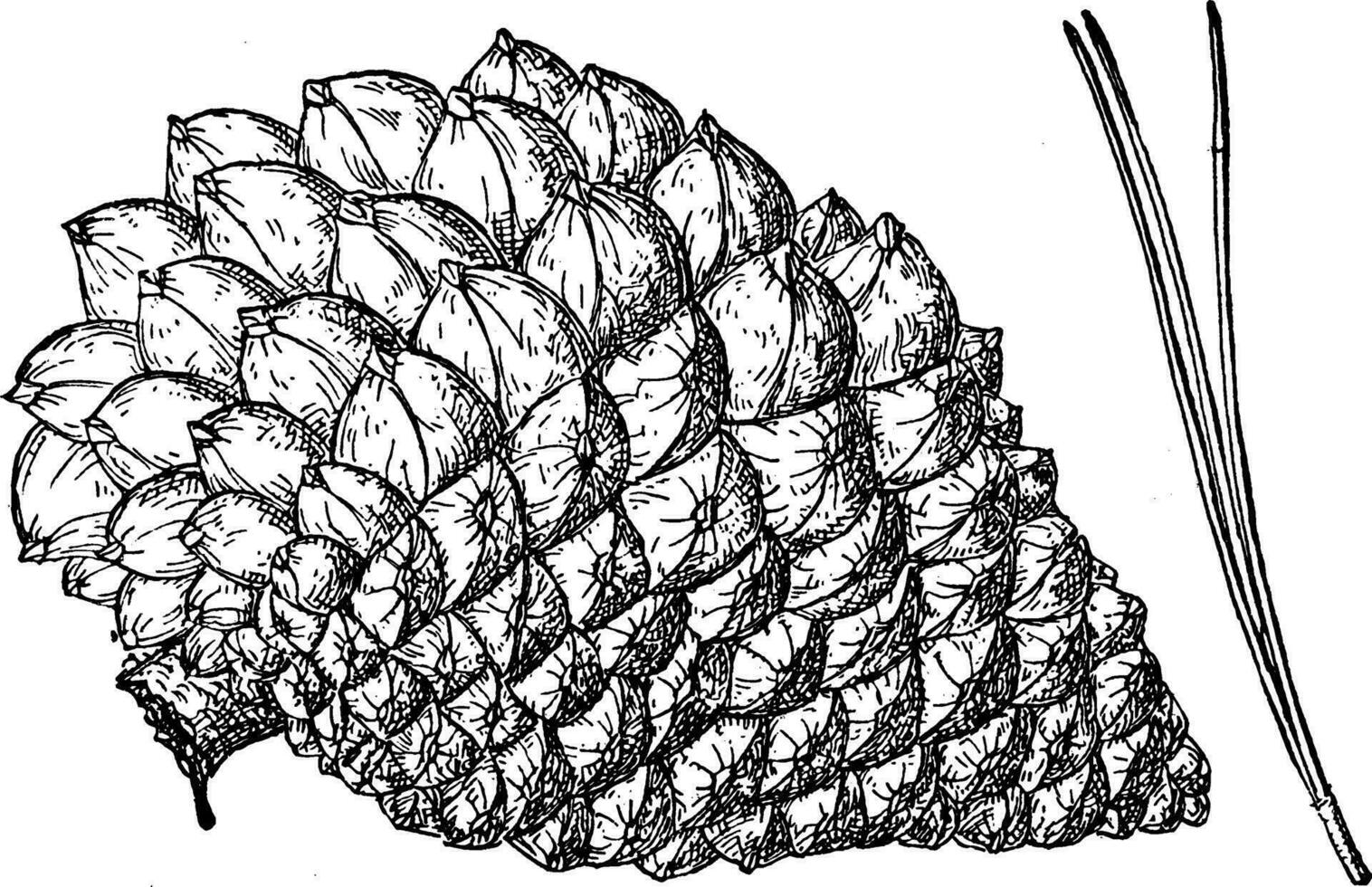 pino cono de monterey pino Clásico ilustración. vector