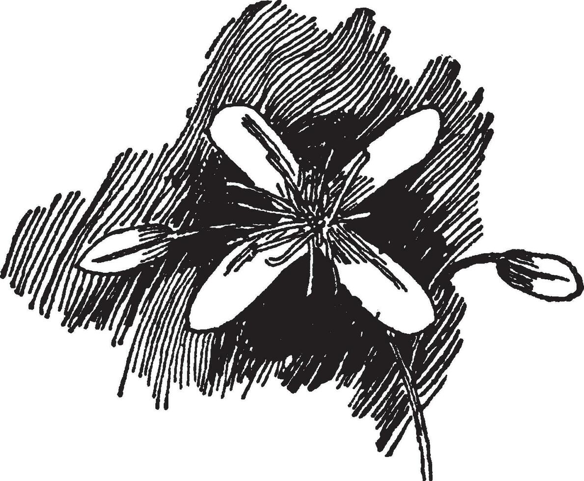 Flower of Clematis Paniculata vintage illustration. vector