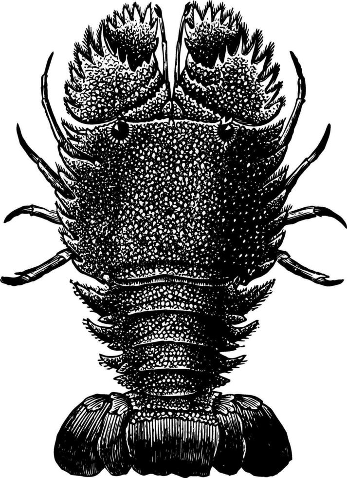 Slipper Lobster vintage illustration. vector