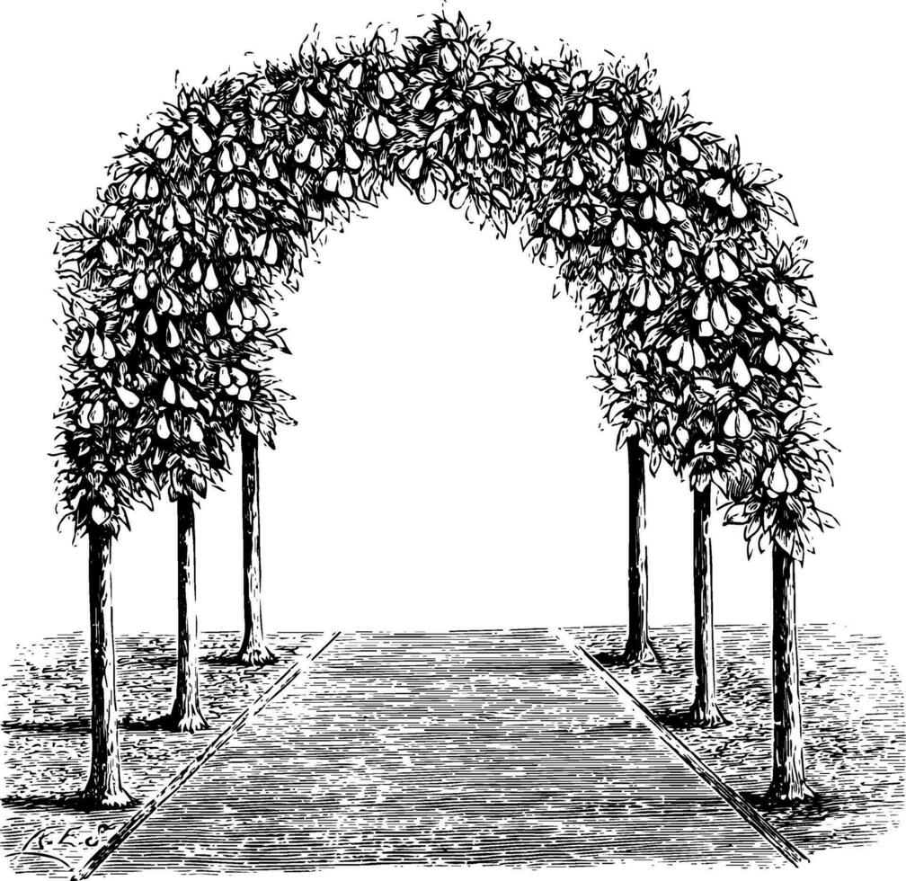 Pear Tree Arbor vintage illustration. vector