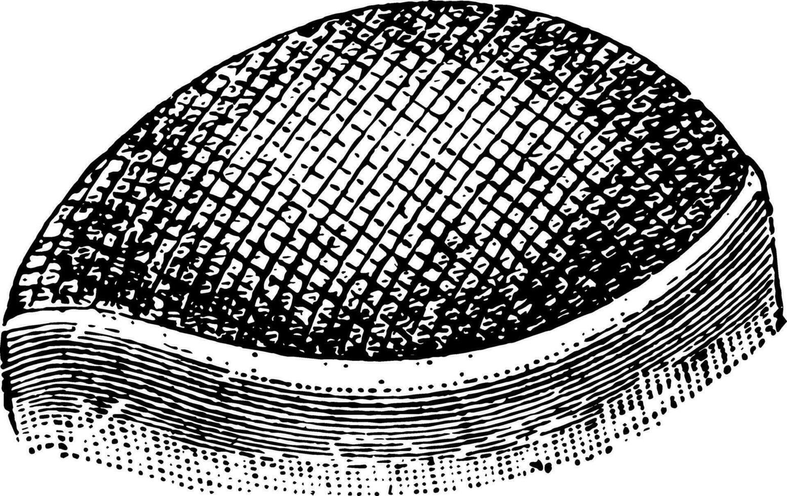 A Compound Cornea vintage illustration. vector