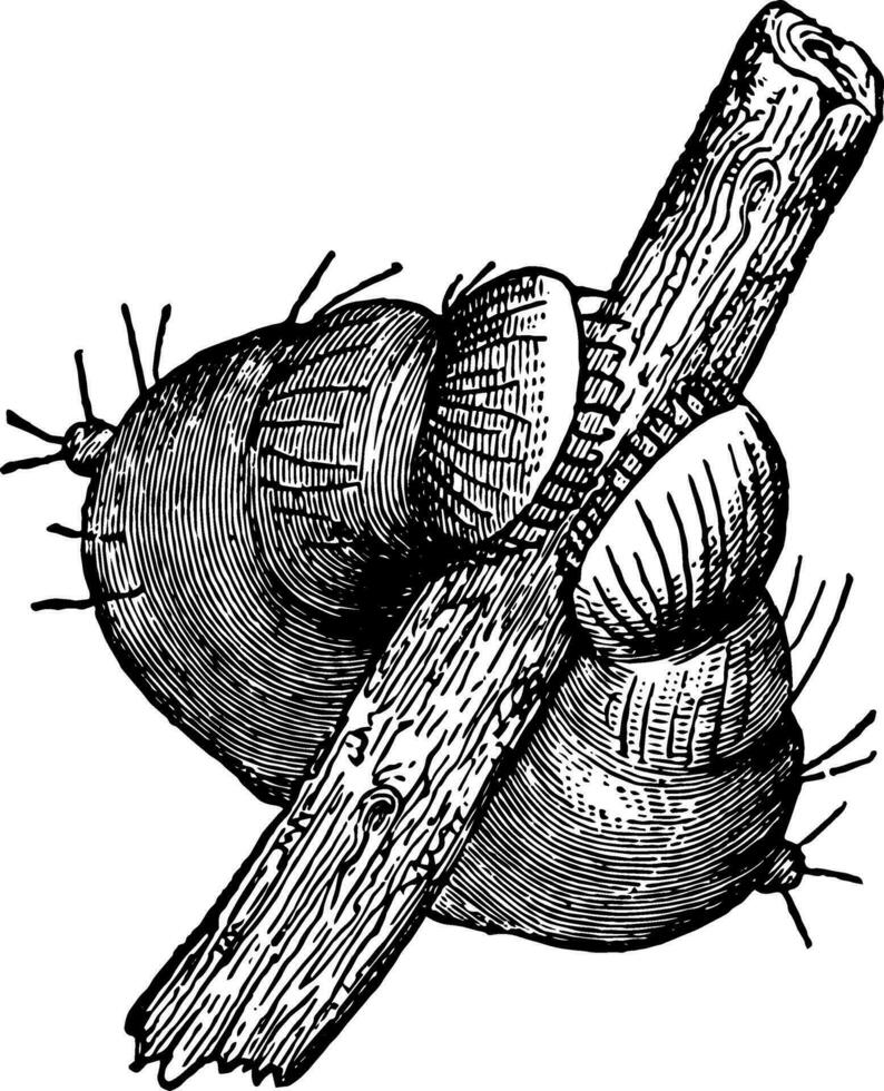 Membranous Legs of a Large Caterpillar Embracing a Twig vintage illustration. vector