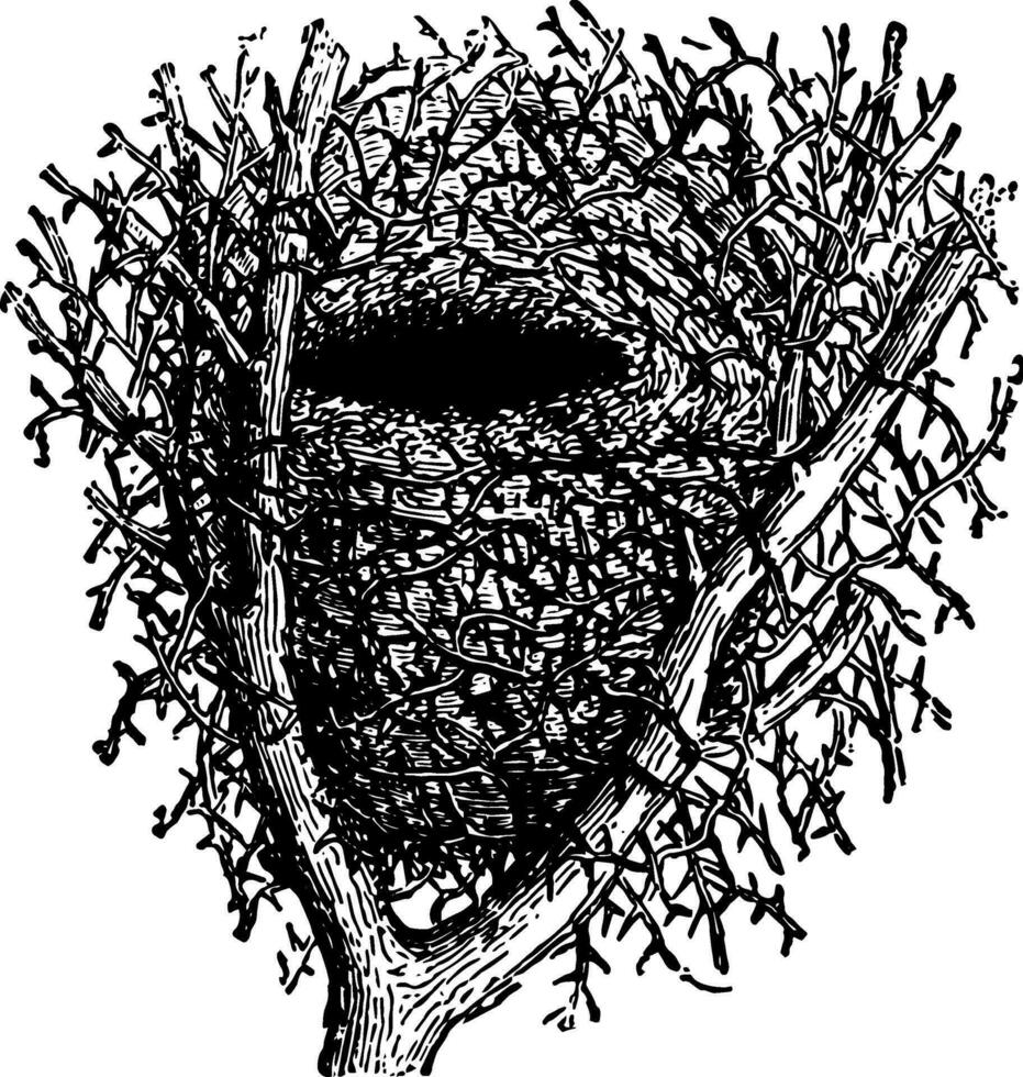 Nest of Hedge Sparrow vintage illustration. vector