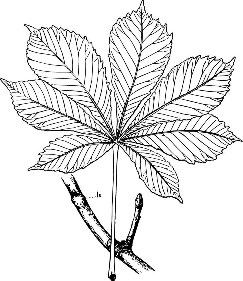Horse-Chestnut Leaf vintage illustration. vector
