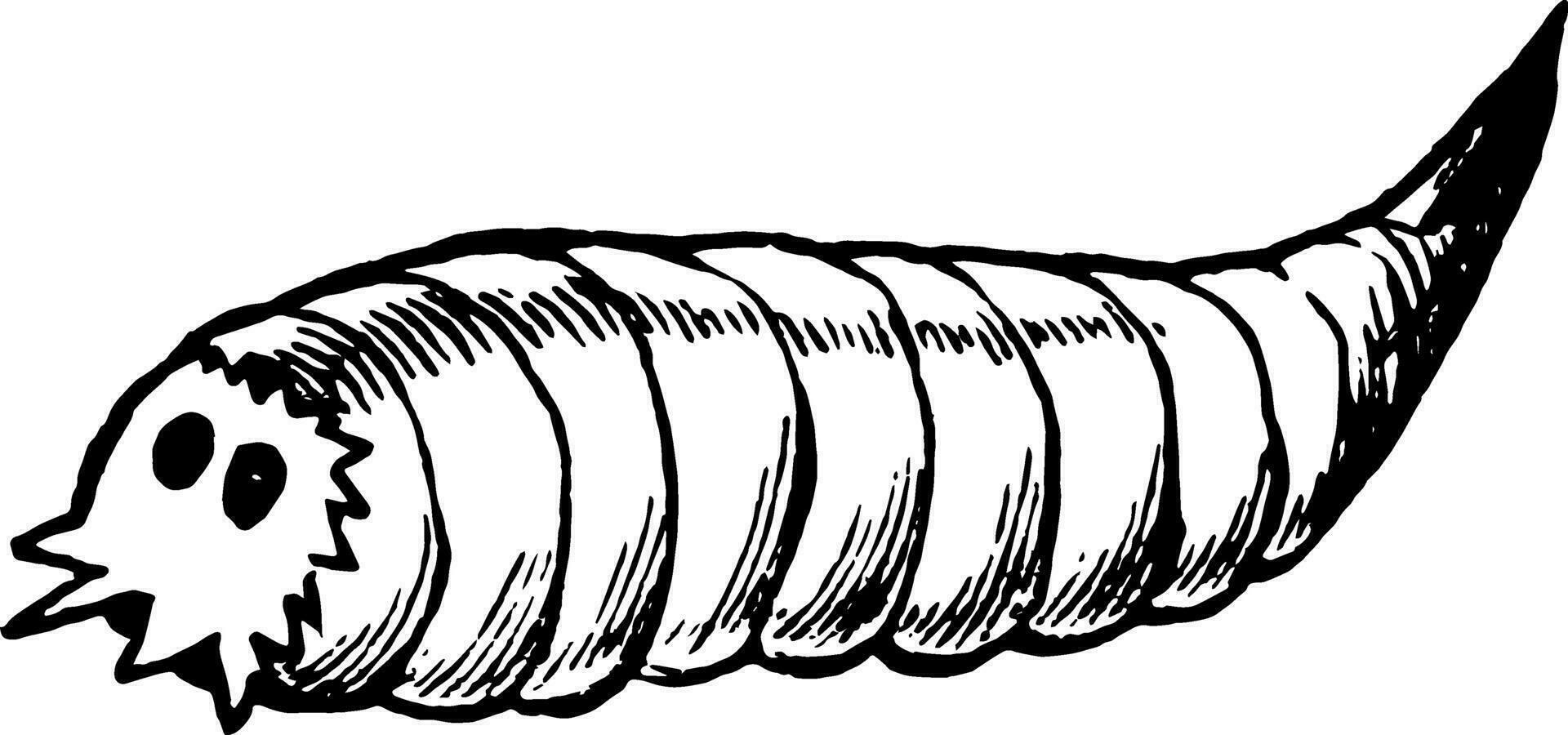 Seed Corn Maggot vintage illustration. vector