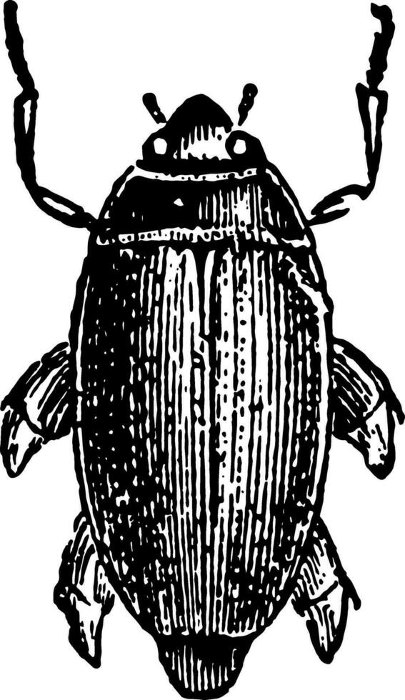 Gyrinus Distinctus vintage illustration. vector