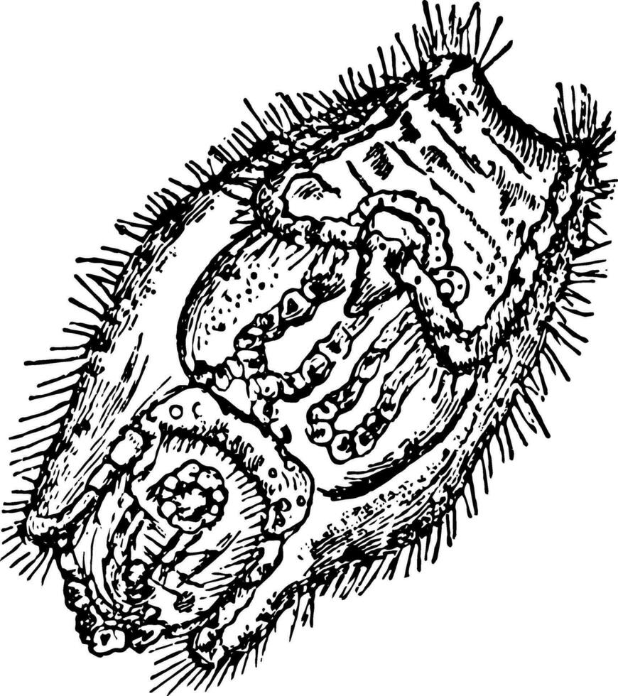 Holothuria Tubulosa vintage illustration. vector