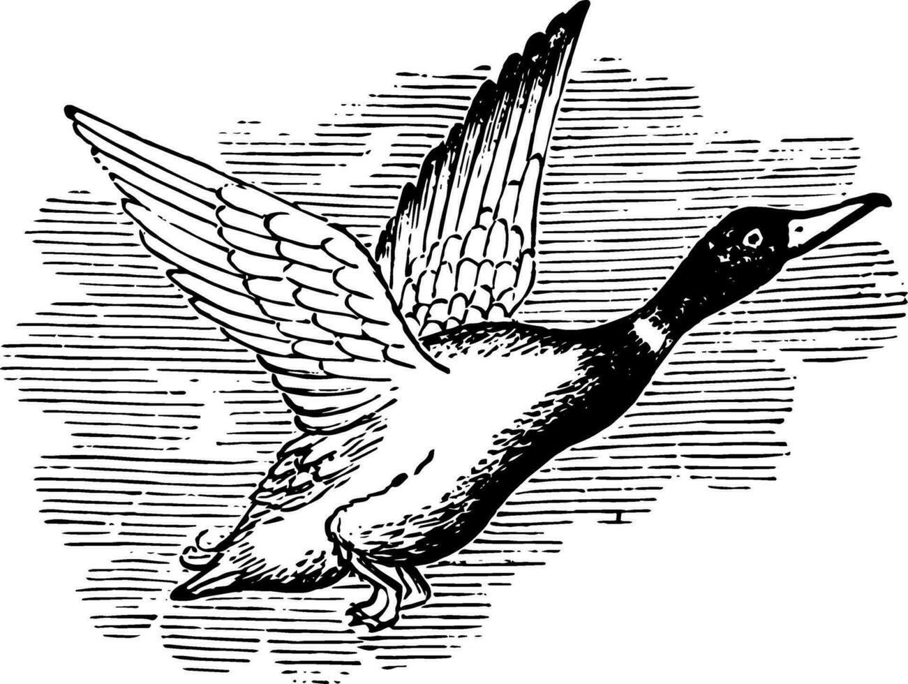 Wild Duck vintage illustration. vector