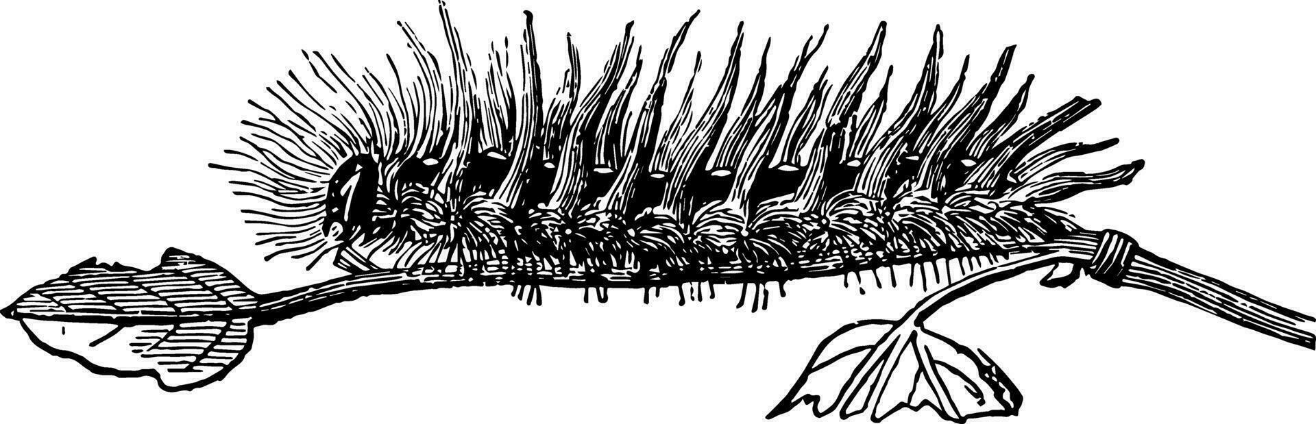 Larva of Acronycta Aceris vintage illustration. vector