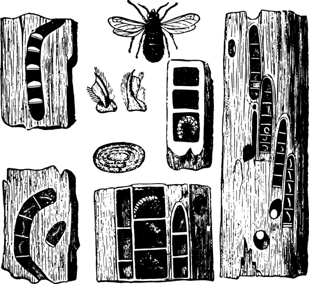 Carpenter Bee Pupae Eggs Galleries and Nests vintage illustration. vector