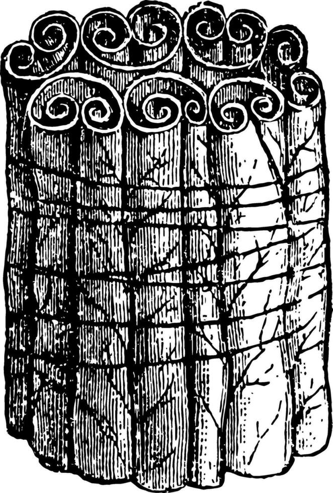 sección de sauce hojas arrollado por un oruga Clásico ilustración. vector