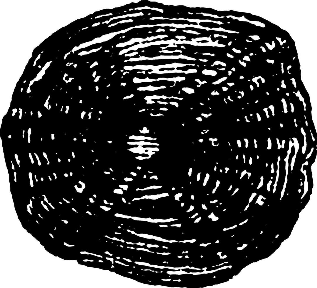 Cycloid Scale of the Carp vintage illustration. vector