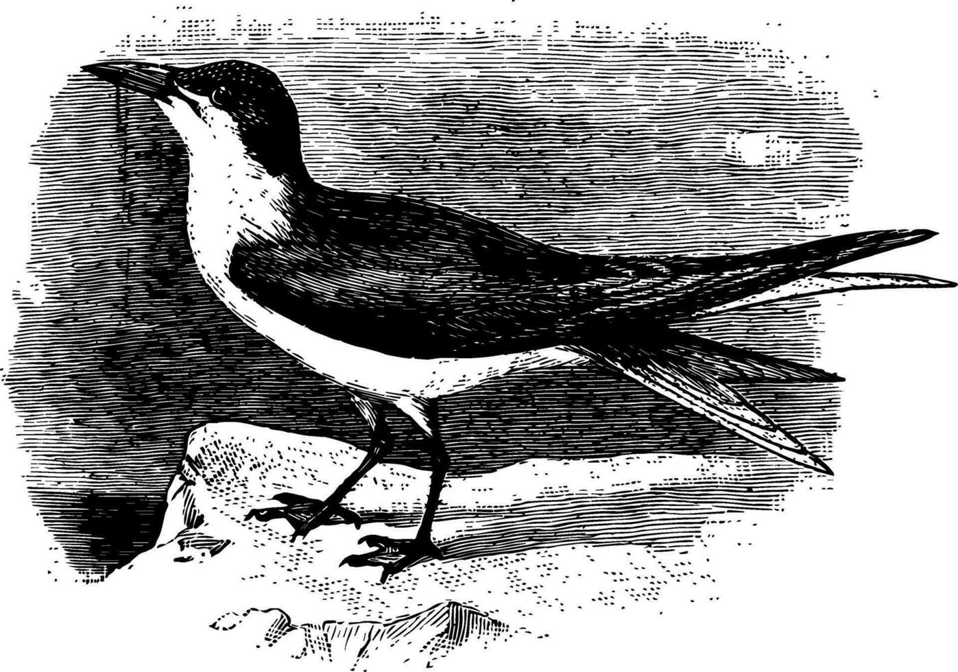 gaviota facturado charrán, Clásico ilustración. vector