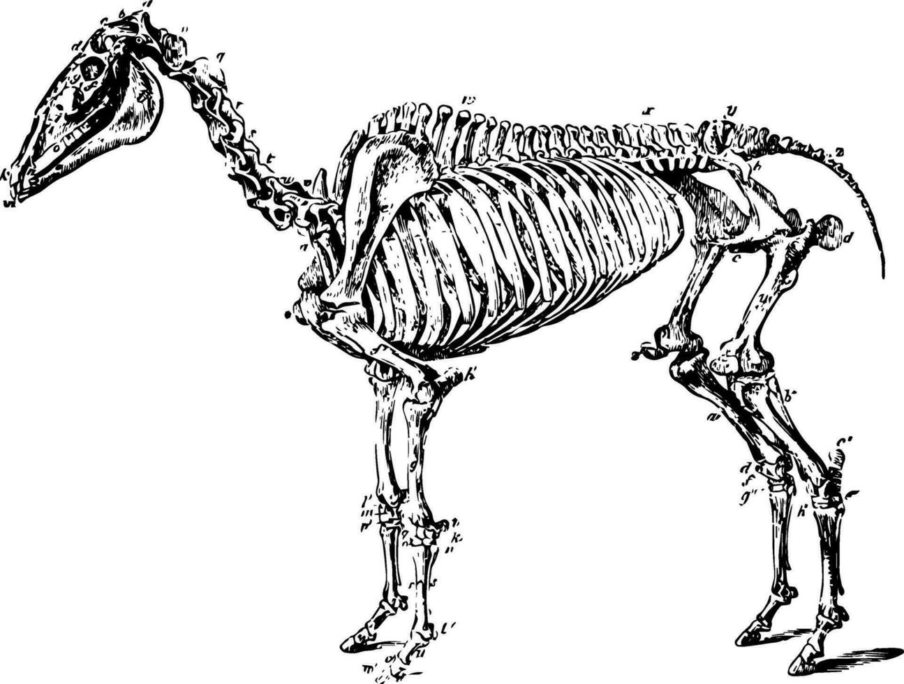 Skeleton of a Hog vintage illustration. vector