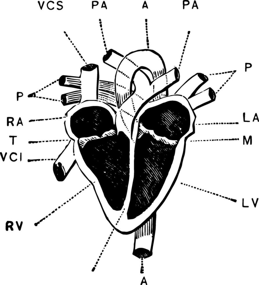 interior de el corazón, Clásico ilustración. vector