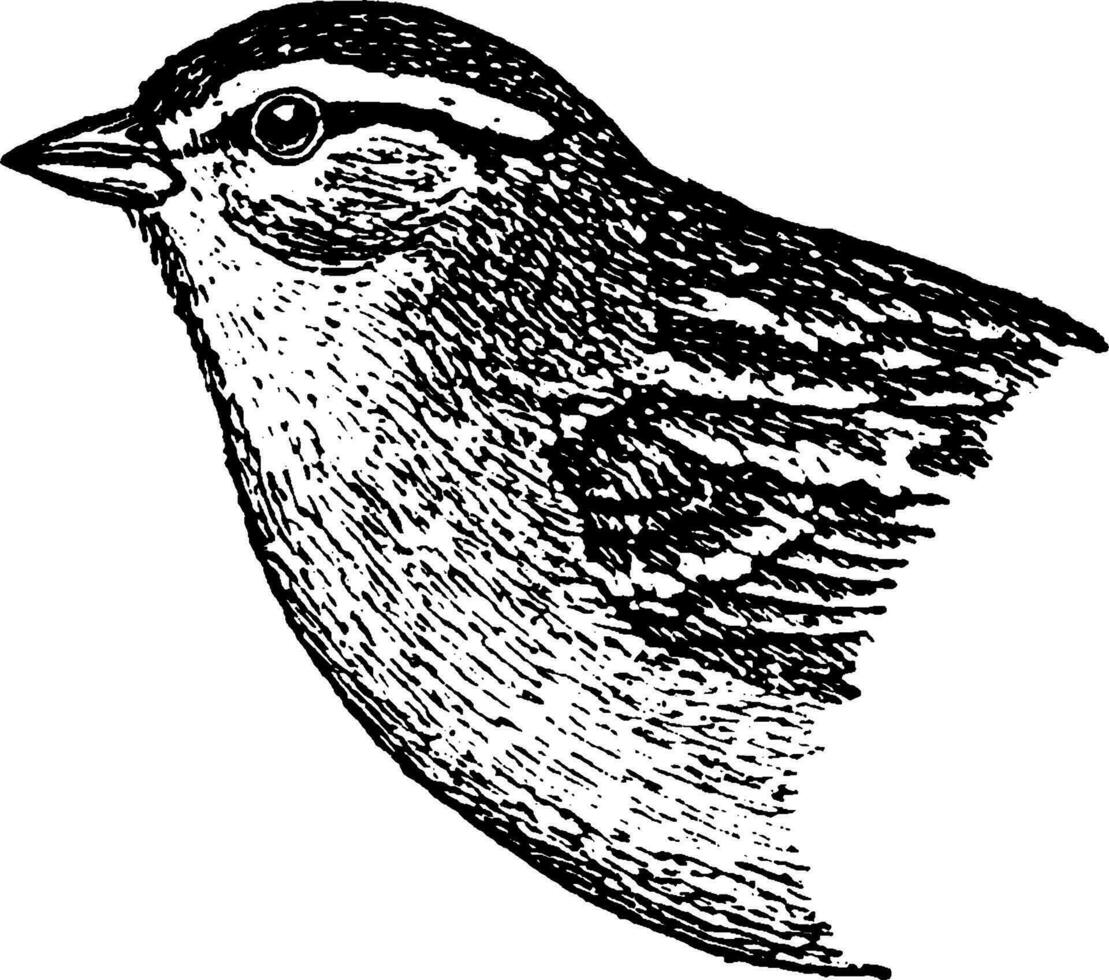 Chipping Sparrow, vintage illustration. vector