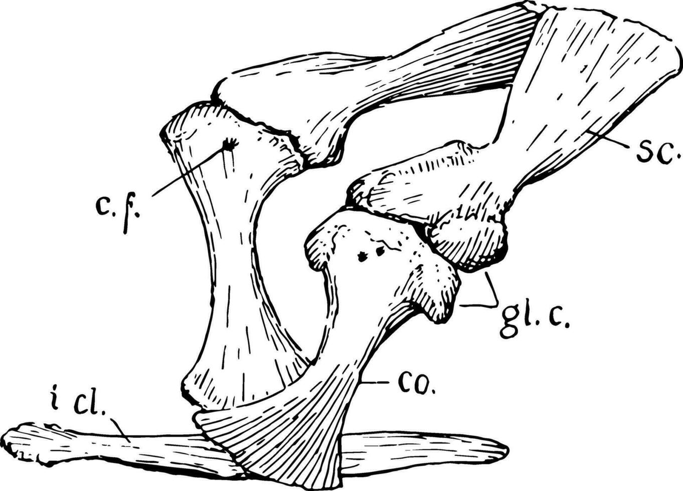cocodrilo pectoral faja, Clásico ilustración vector