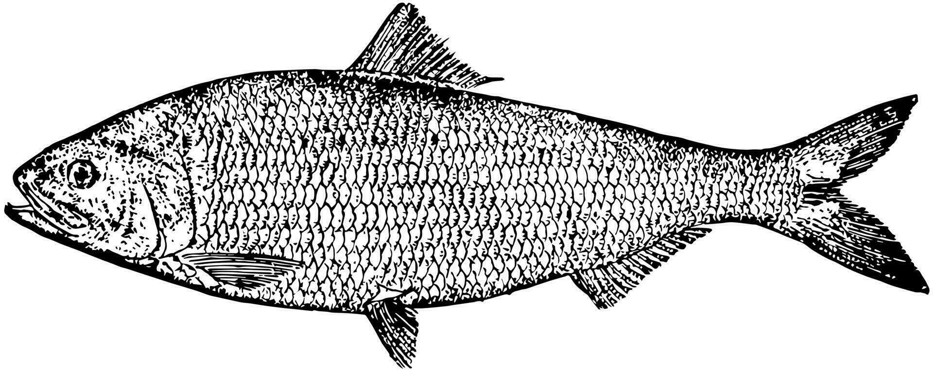 American Shad, vintage illustration. vector