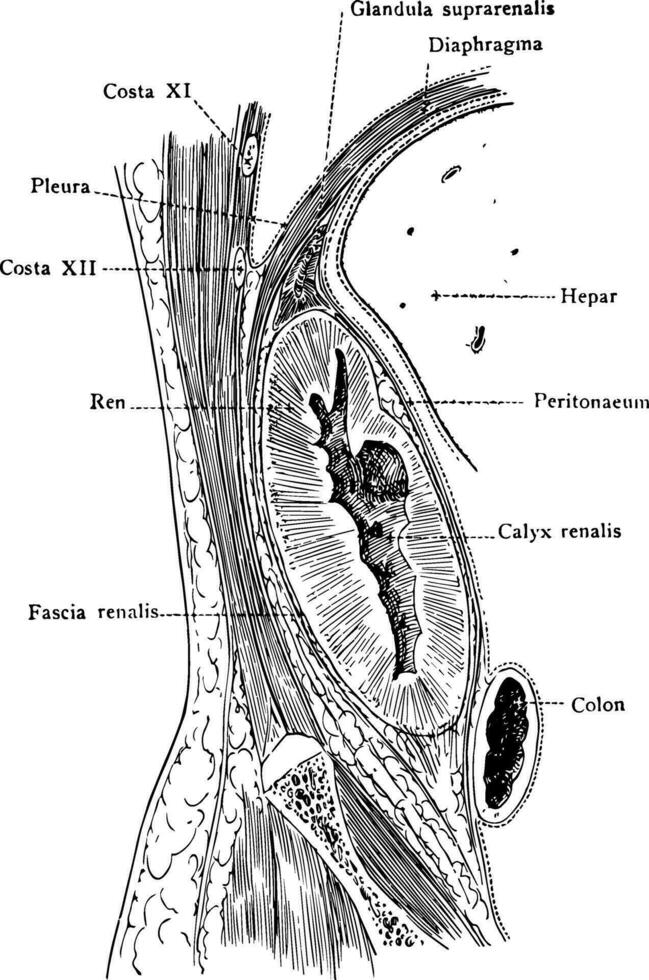 Frontal Section Through Kidney, vintage illustration. vector