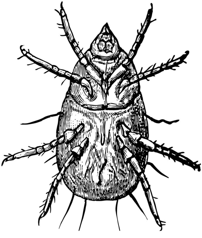 Flour Mite, vintage illustration vector