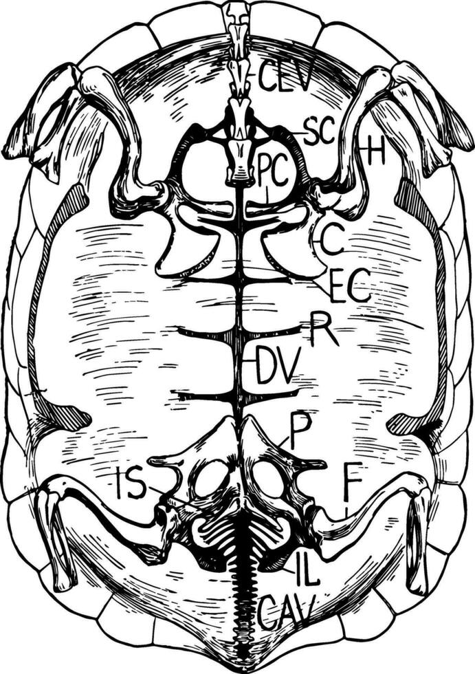 Tortoise Skeleton, vintage illustration vector