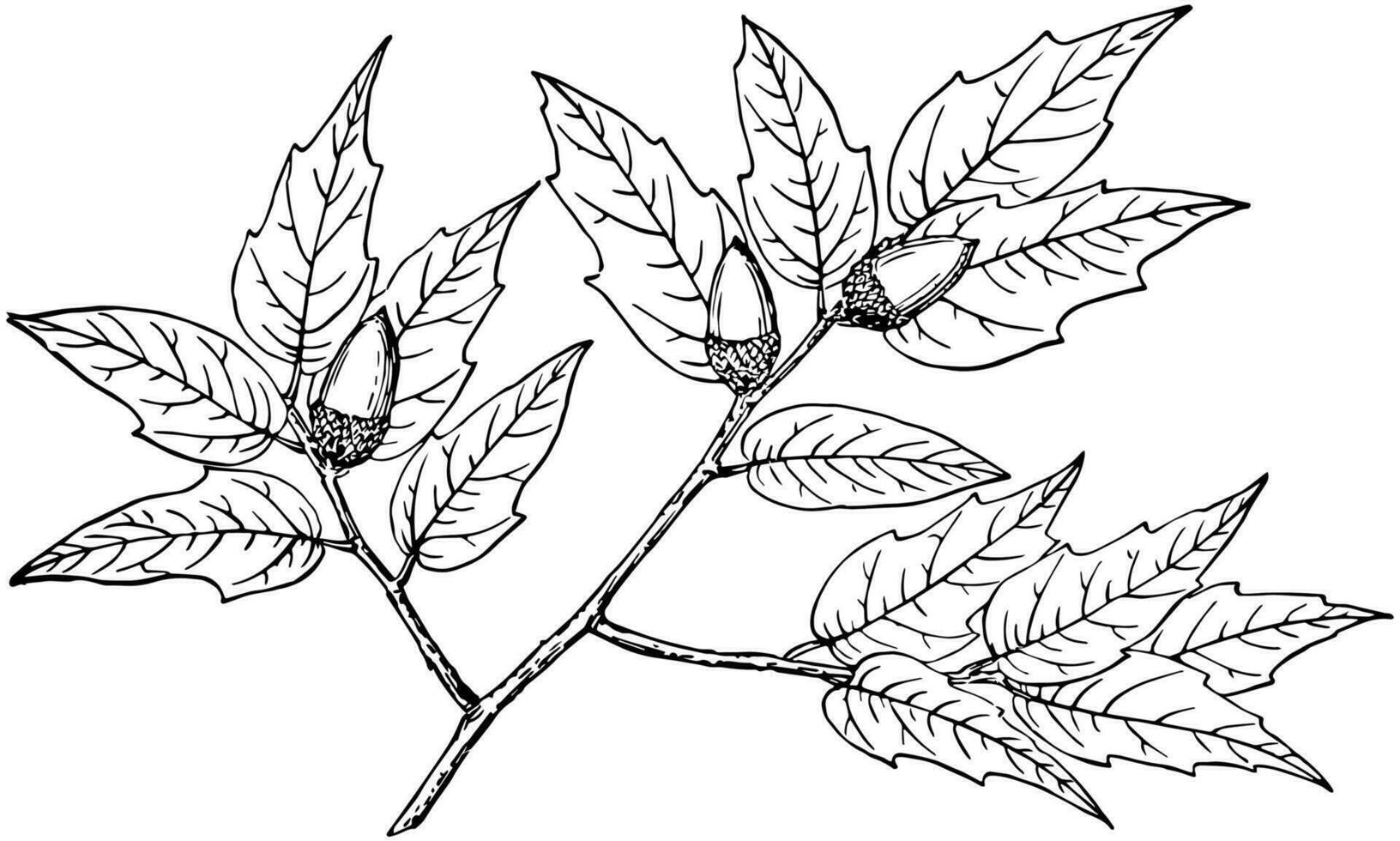 Branch of Emory Oak vintage illustration. vector