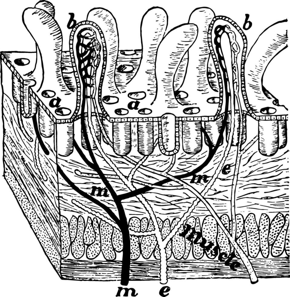 vellosidades de el intestino, Clásico ilustración. vector