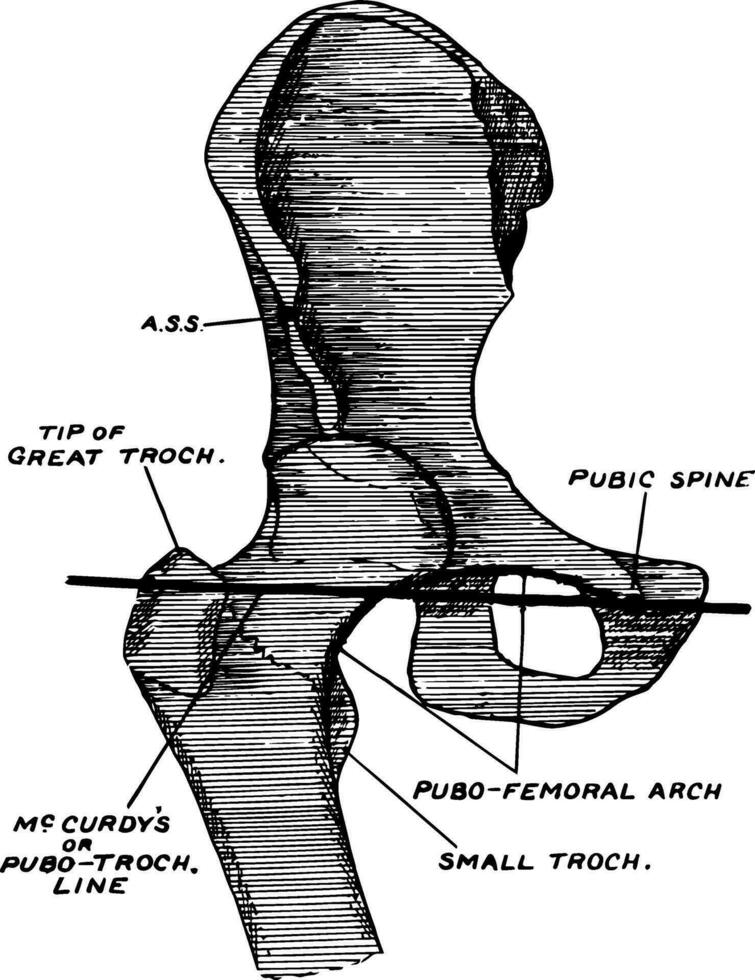 Pubic Spine, vintage illustration. vector