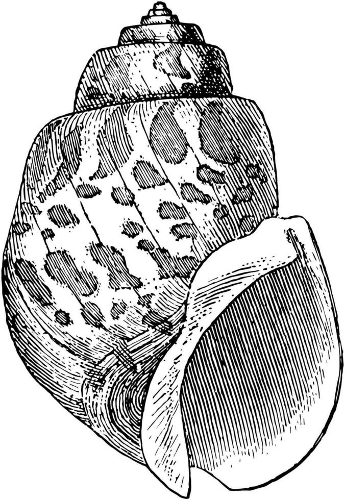 Marfil caparazón, Clásico ilustración. vector
