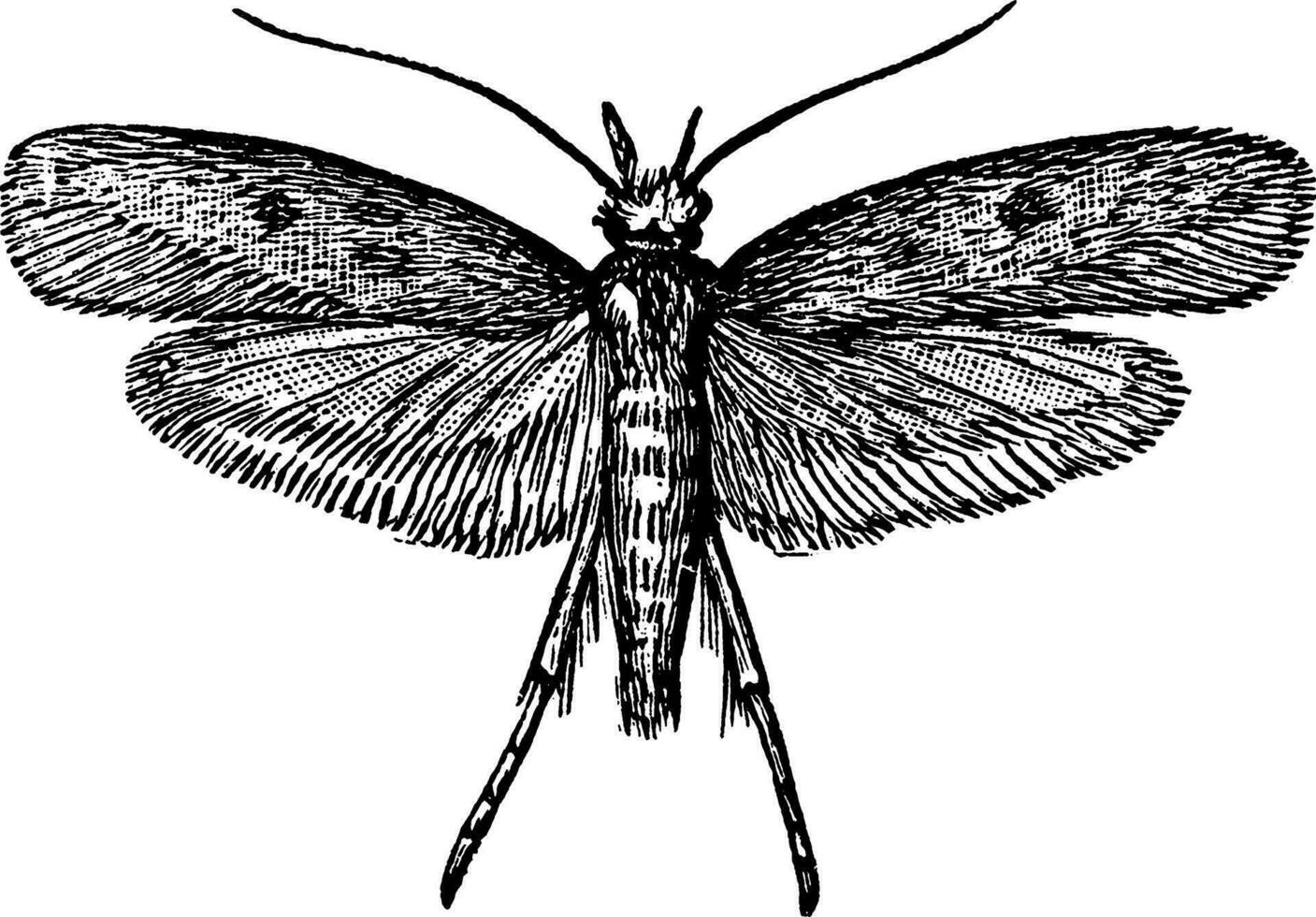 Cloth Moth, vintage illustration. vector