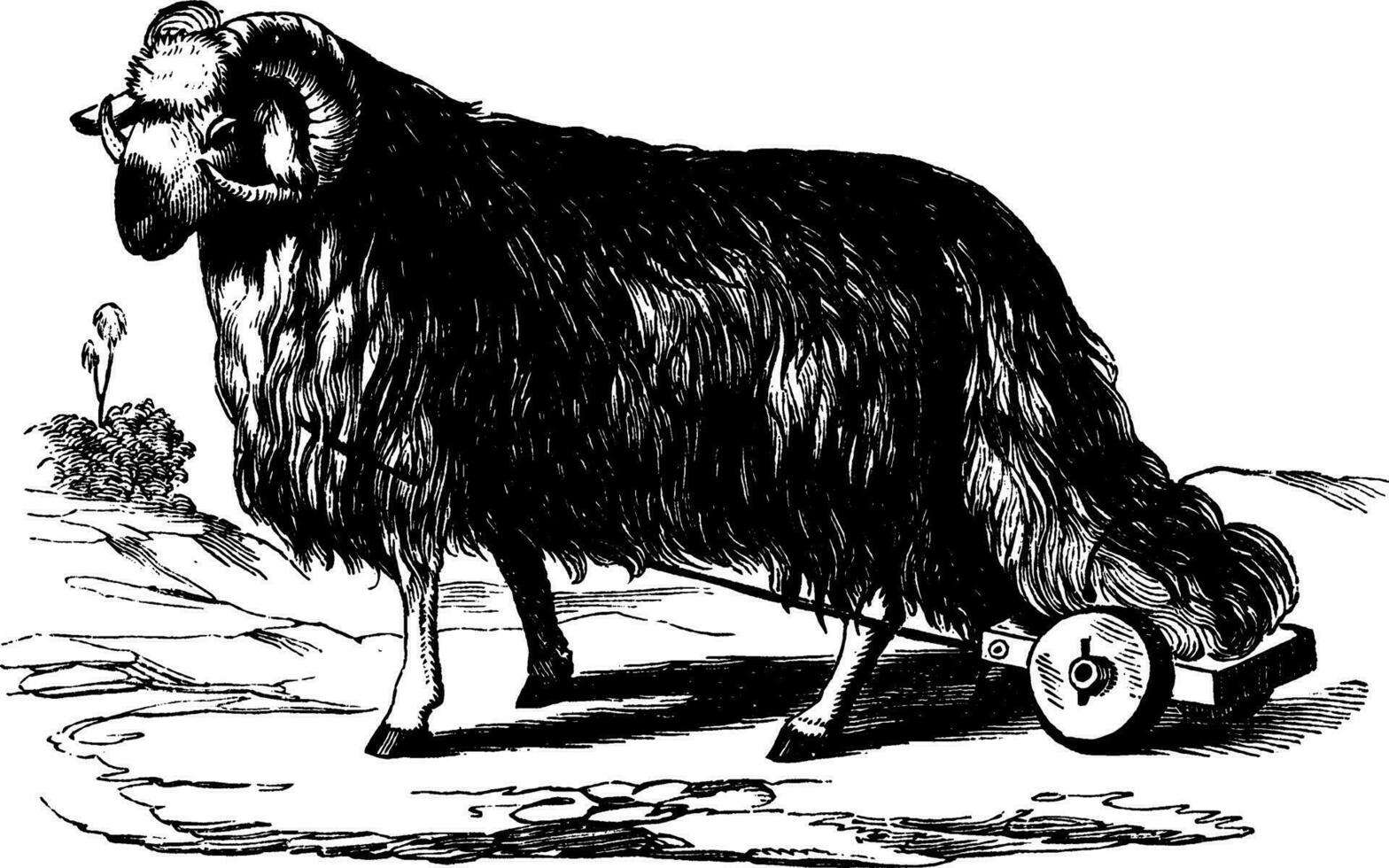 Broad Tailed Sheep, vintage illustration. vector