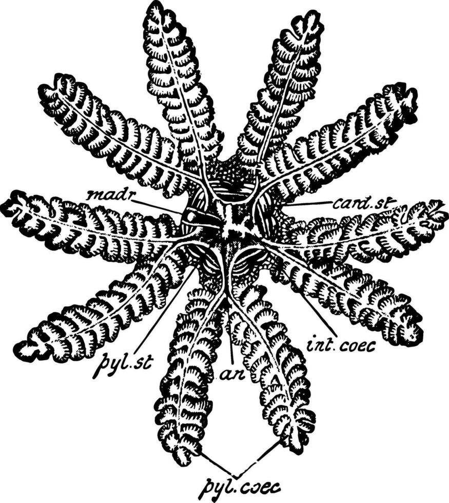 Common Starfish, vintage illustration vector