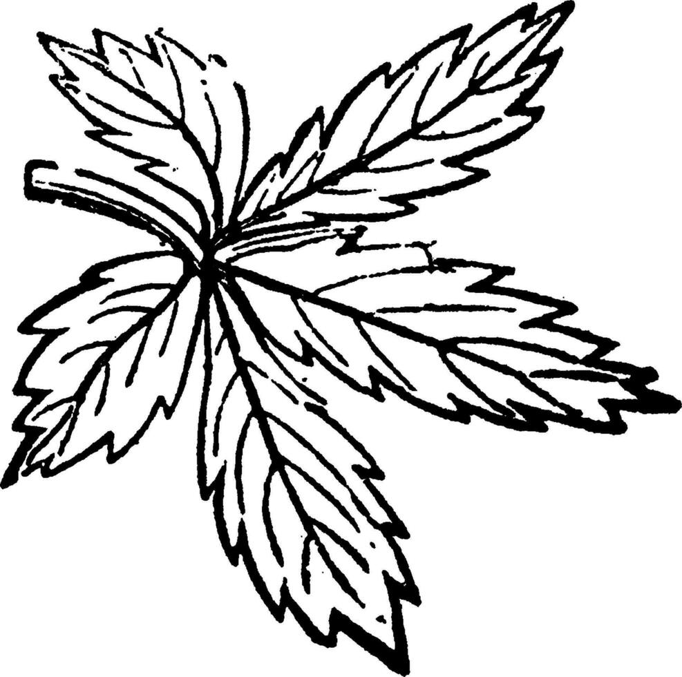 Digitate Leaf vintage illustration. vector