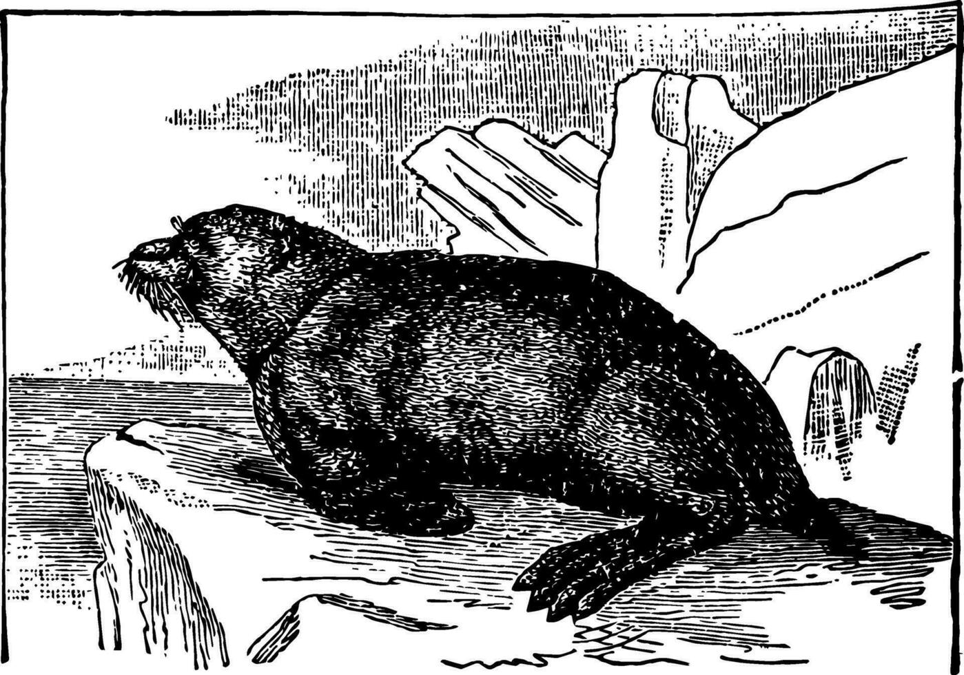 Fur Seal vintage illustration. vector