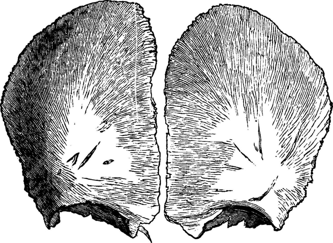 Frontal Bone at Birth, vintage illustration. vector